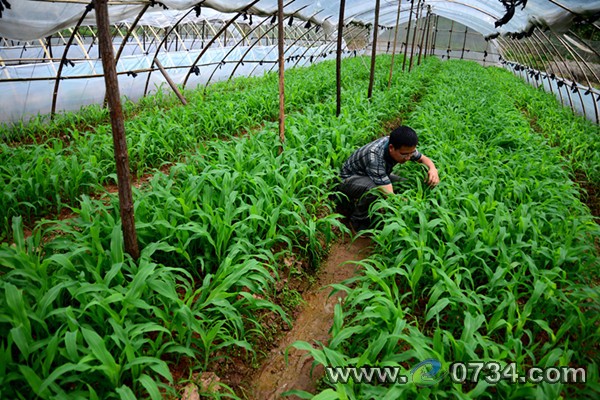 中國衡陽新聞網(wǎng) www.gdaosheng.com