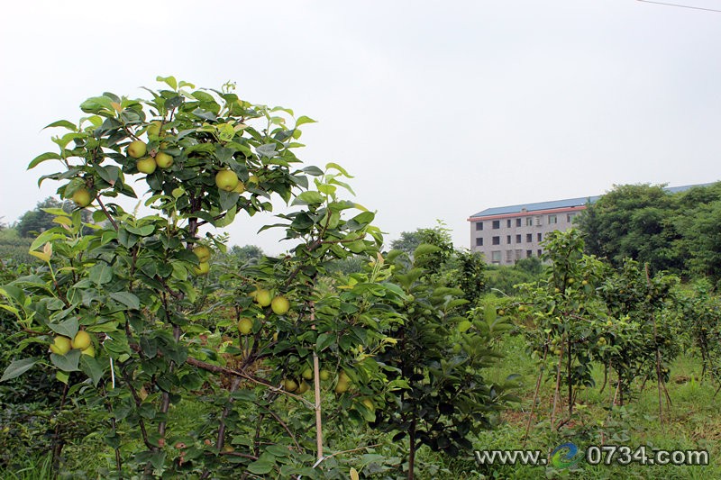 中國衡陽新聞網(wǎng) www.gdaosheng.com