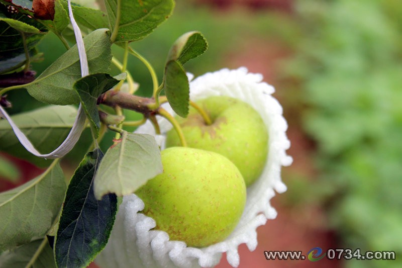 中國衡陽新聞網(wǎng) www.gdaosheng.com